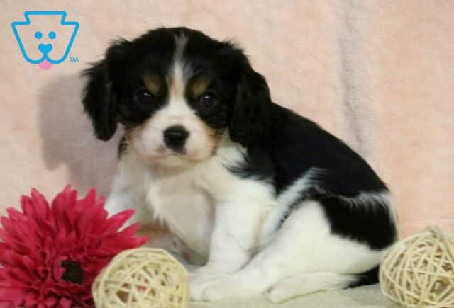 Pooch Cavalier image