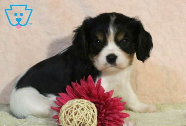 Pooch Cavalier2 image