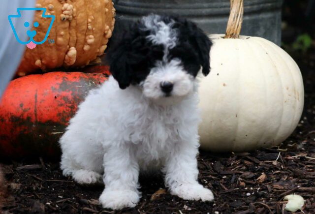 Rainy Mini Poodle image