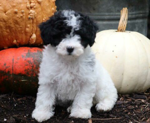 Rainy Mini Poodle2