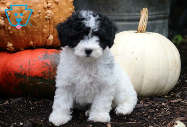 Rainy Mini Poodle2 image