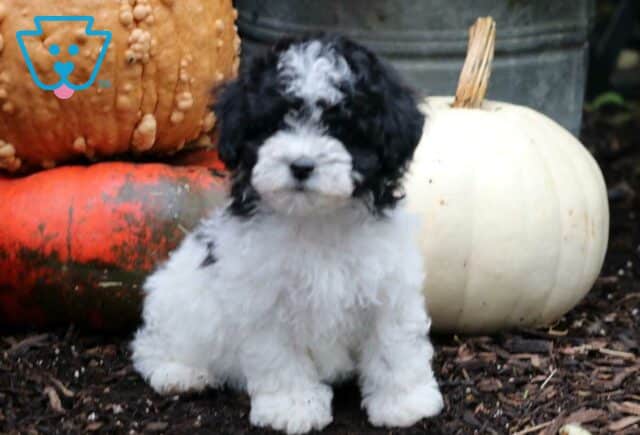 Reese Mini Poodle image