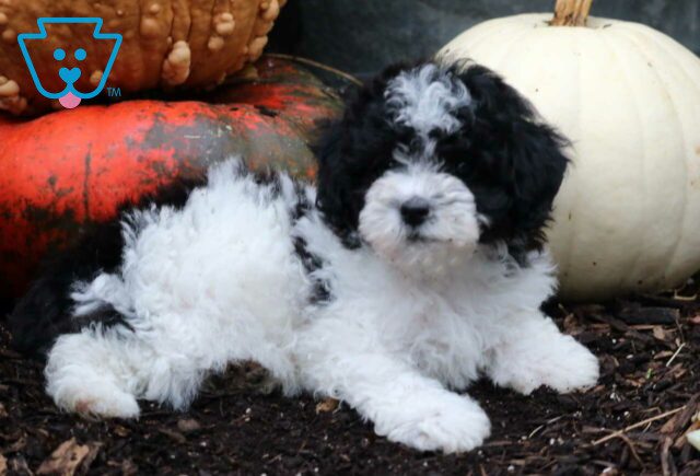 Reese Mini Poodle2 image
