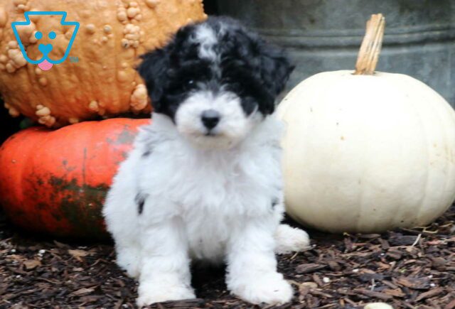 Rex Mini Poodle image