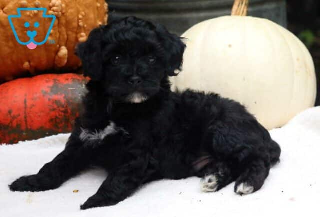 Scooter Mini Poodle2 image