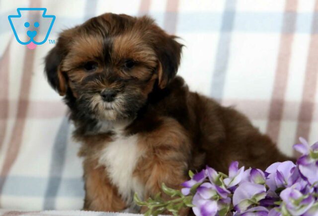 Snickers Shichon image