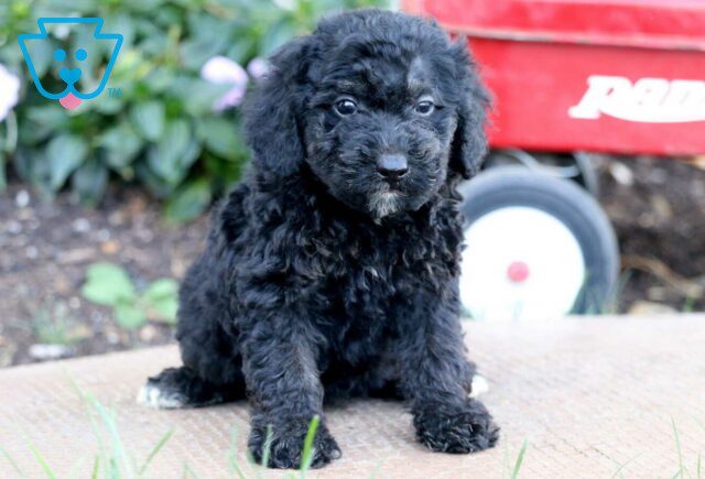 Timmy Toy Poodle image