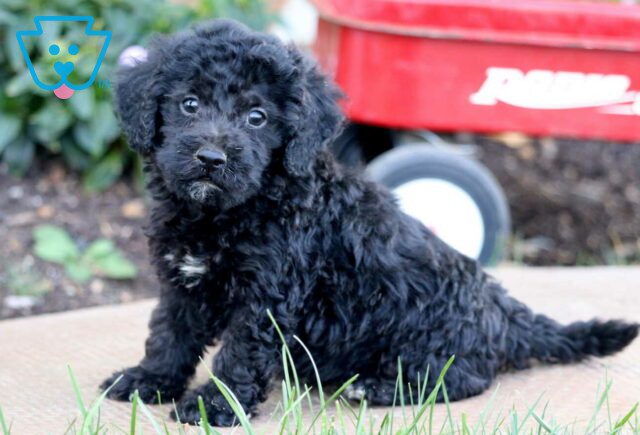 Toby Toy Poodle image