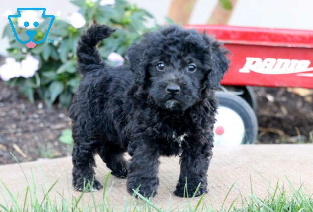 Toby Toy Poodle2 image