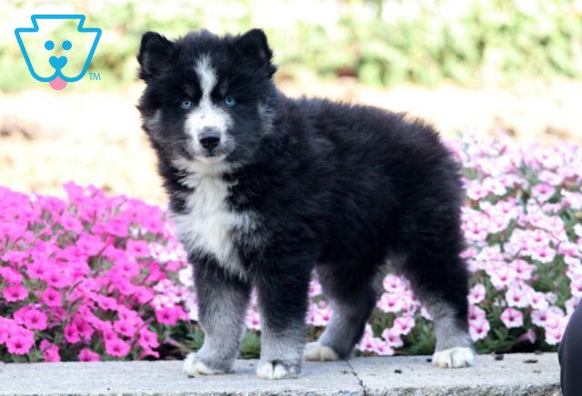 Zara Pomsky image