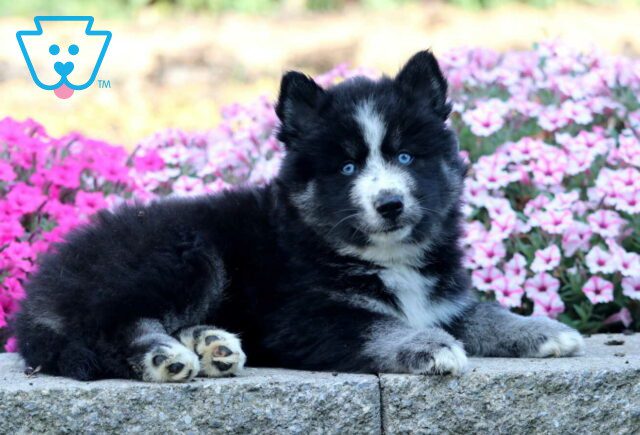 Zara Pomsky2 image
