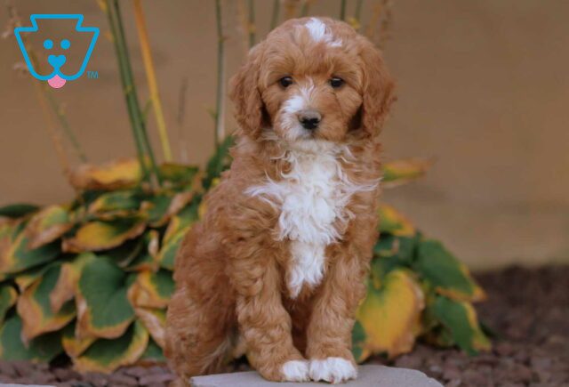Abby Mini Goldendoodle image
