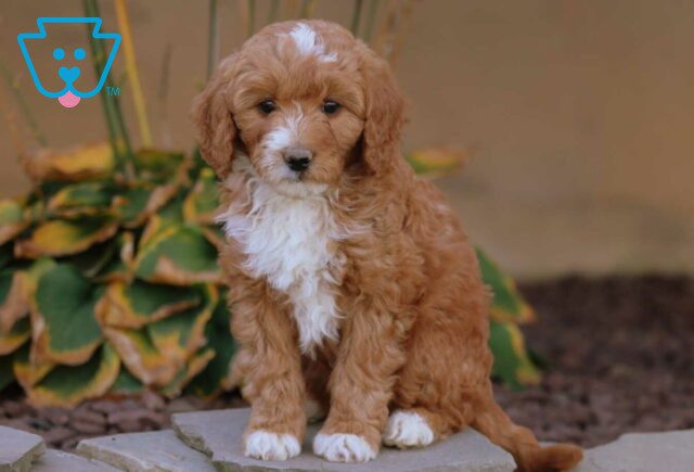 Abby Mini Goldendoodle2 image
