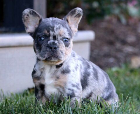 Ace French Bulldog