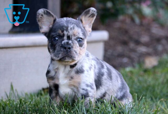 Ace French Bulldog image