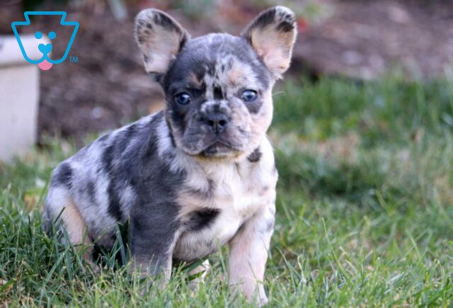 Ace French Bulldog2 image