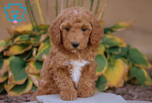 Ace Mini Goldendoodle image