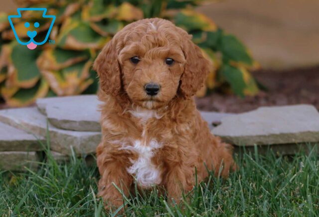 Ace Mini Goldendoodle2 image