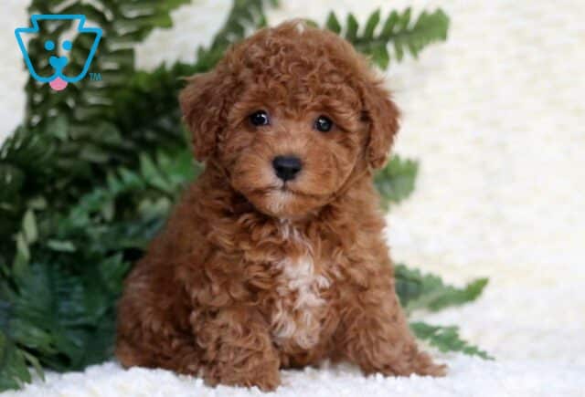 Aden Toy Goldendoodle image