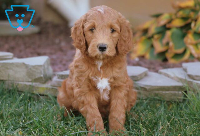 Al Mini Goldendoodle image