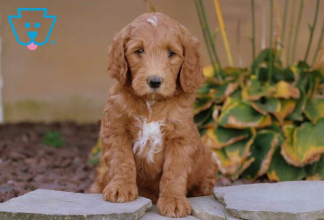Al Mini Goldendoodle2 image