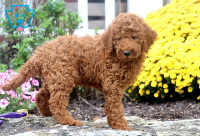 Alex Mini Poodle image