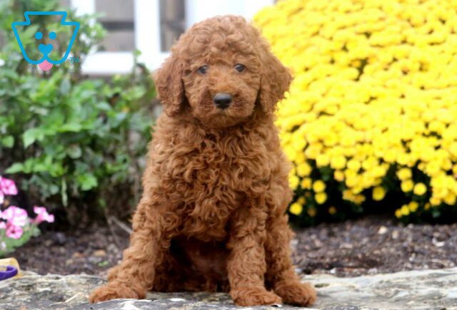 Alex Mini Poodle2 image