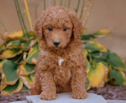 Ally Mini Goldendoodle