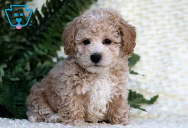 Alvin Toy Poodle image