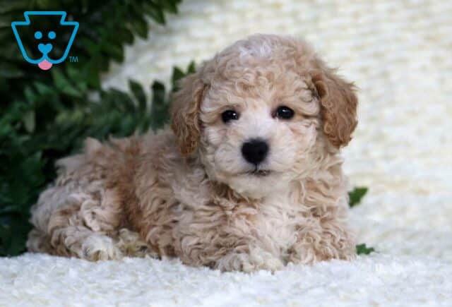 Alvin Toy Poodle2 image