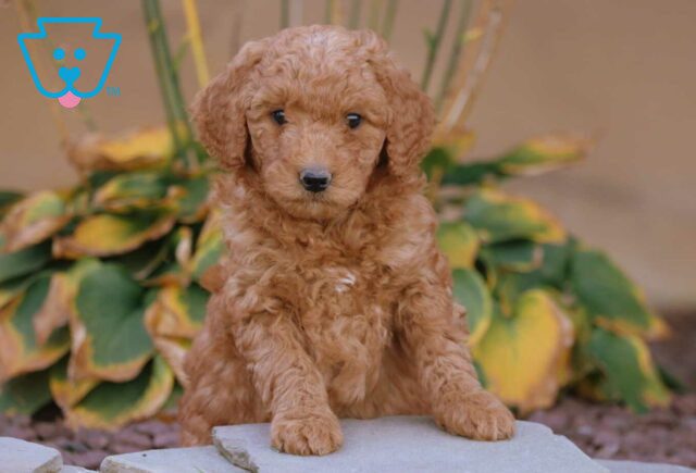 Andy Mini Goldendoodle image