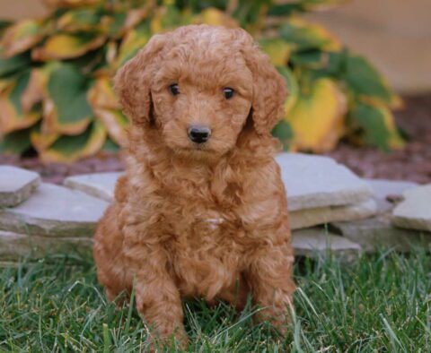 Andy Mini Goldendoodle2