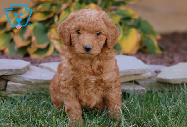 Andy Mini Goldendoodle2 image