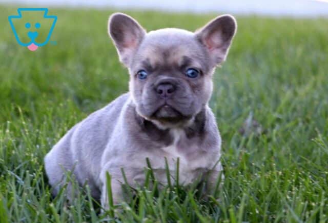 Annabell French Bulldog2 image