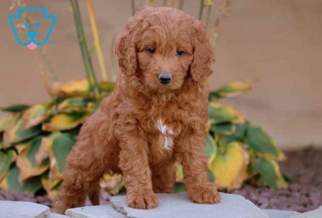 Apple Mini Goldendoodle image