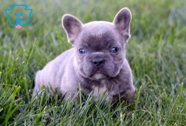 Arnie French Bulldog2 image