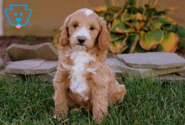 Arnie Mini Goldendoodle image