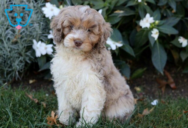 Ashtro Cockapoo image