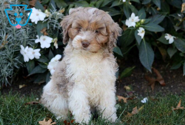 Ashtro Cockapoo2 image