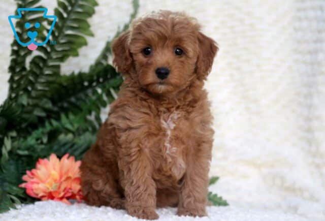 Baby Toy Goldendoodle image