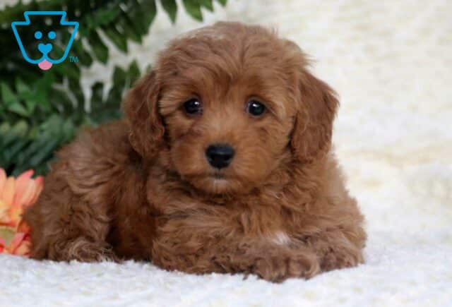 Baby Toy Goldendoodle2 image