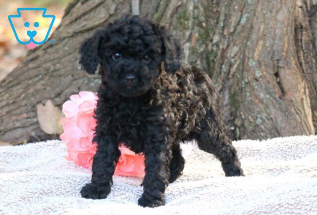 Baby Toy Poodle image
