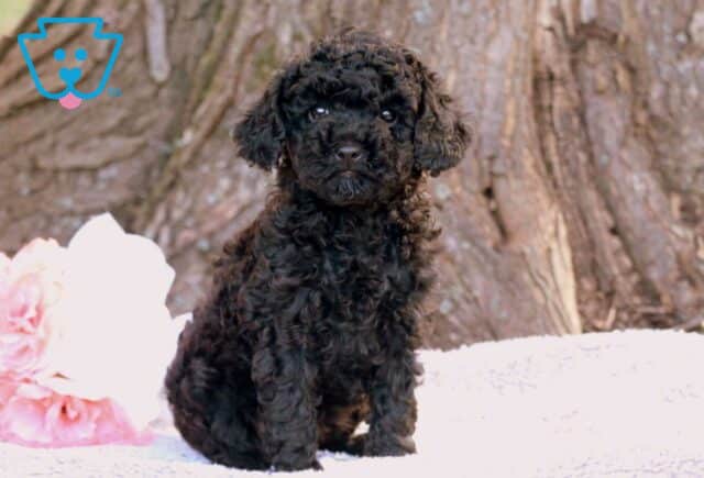 Baby Toy Poodle2 image