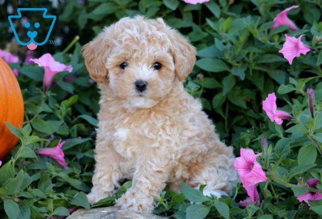 Babycakes Bichpoo image