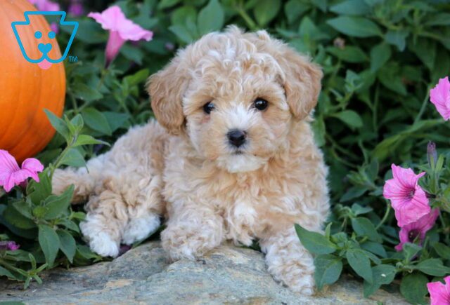 Babycakes Bichpoo2 image