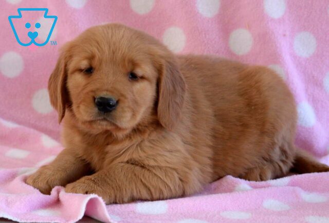 Babycakes Golden image
