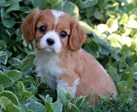 Babydoll Cavalier