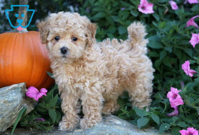 Barker Bichpoo image