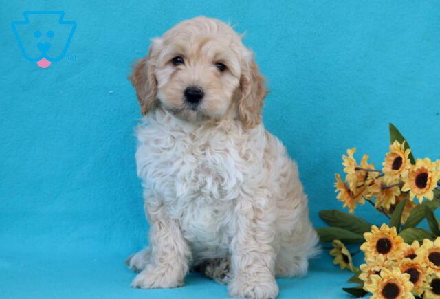 Bart Mini Goldendoodle image