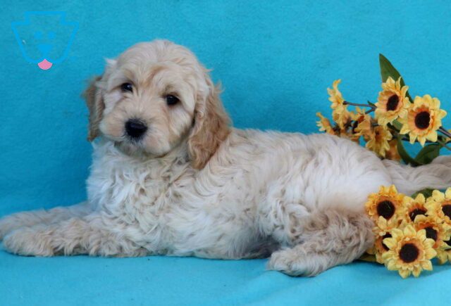 Bart Mini Goldendoodle2 image
